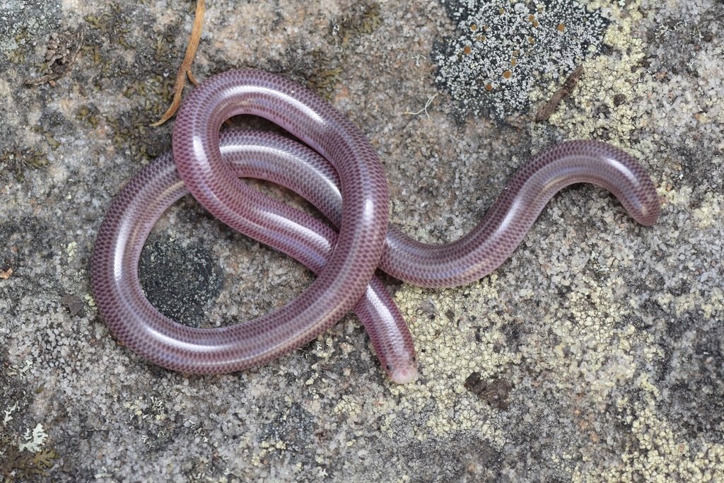 Blackish Blind Snake