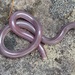 Blackish Blind Snake - Photo (c) izakschoon, some rights reserved (CC BY-NC), uploaded by izakschoon