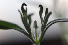 Lavandula angustifolia