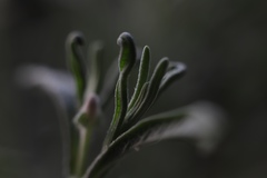 Lavandula angustifolia