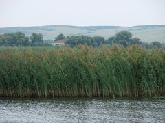 Phragmites australis altissimus
