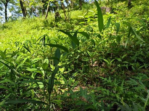 Polygonatum falcatum iNat (3)