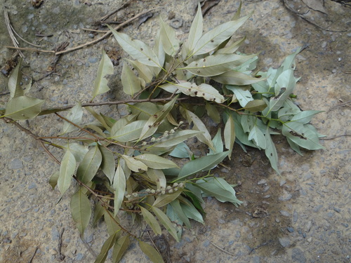 Castanopsis carlesii (Castanopsis carlesii)
