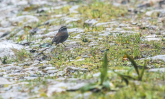 Silvicultrix frontalis frontalis