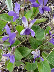 Viola ambigua