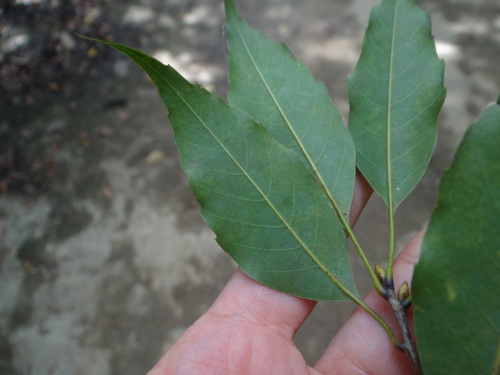 Image of Quercus longinux by (c) 呂一起(Lu i-chi), some rights reserved (CC BY)