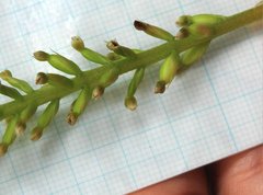 Goodyera procera
