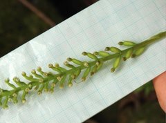 Goodyera procera