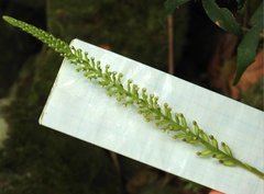 Goodyera procera