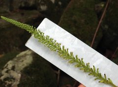 Goodyera procera