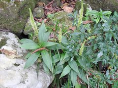 Goodyera procera