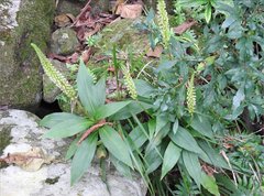 Goodyera procera