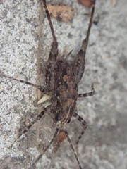 Pleioplectron simplex