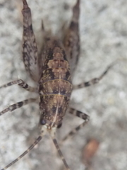 Pleioplectron simplex