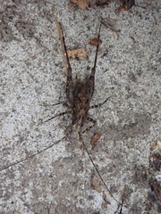 Pleioplectron simplex