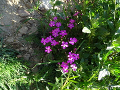 Silene pseudoatocion