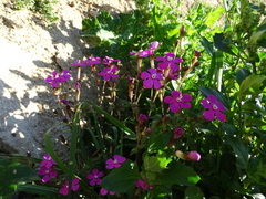 Silene pseudoatocion