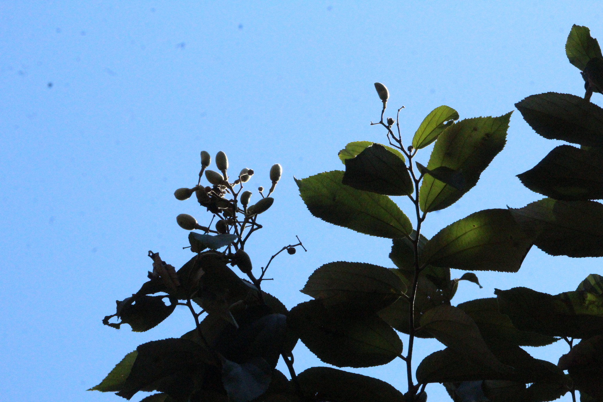 Luehea divaricata