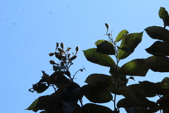 Luehea divaricata, photograph (c) Paulo C. O. Cunha, some rights reserved (CC BY)