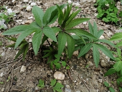 Helleborastrum