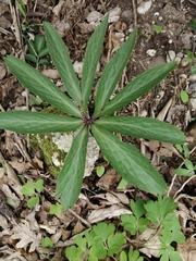 Helleborastrum