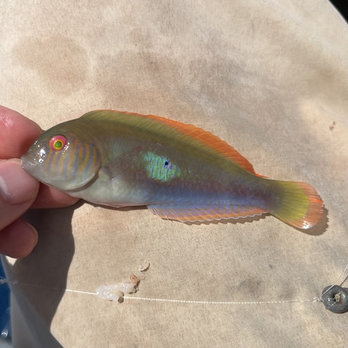 Green razorfish (Xyrichtys splendens) — Labridae — 3