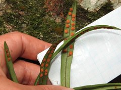 Lepisorus thunbergianus