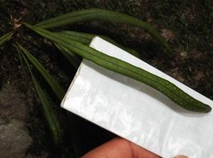 Lepisorus thunbergianus