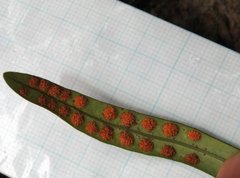 Lepisorus thunbergianus