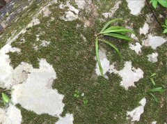 Lepisorus thunbergianus