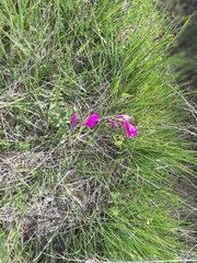 Gladiolus palustris