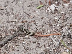 Namaqua Sand Lizard photo 3