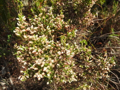 Erica ecklonii