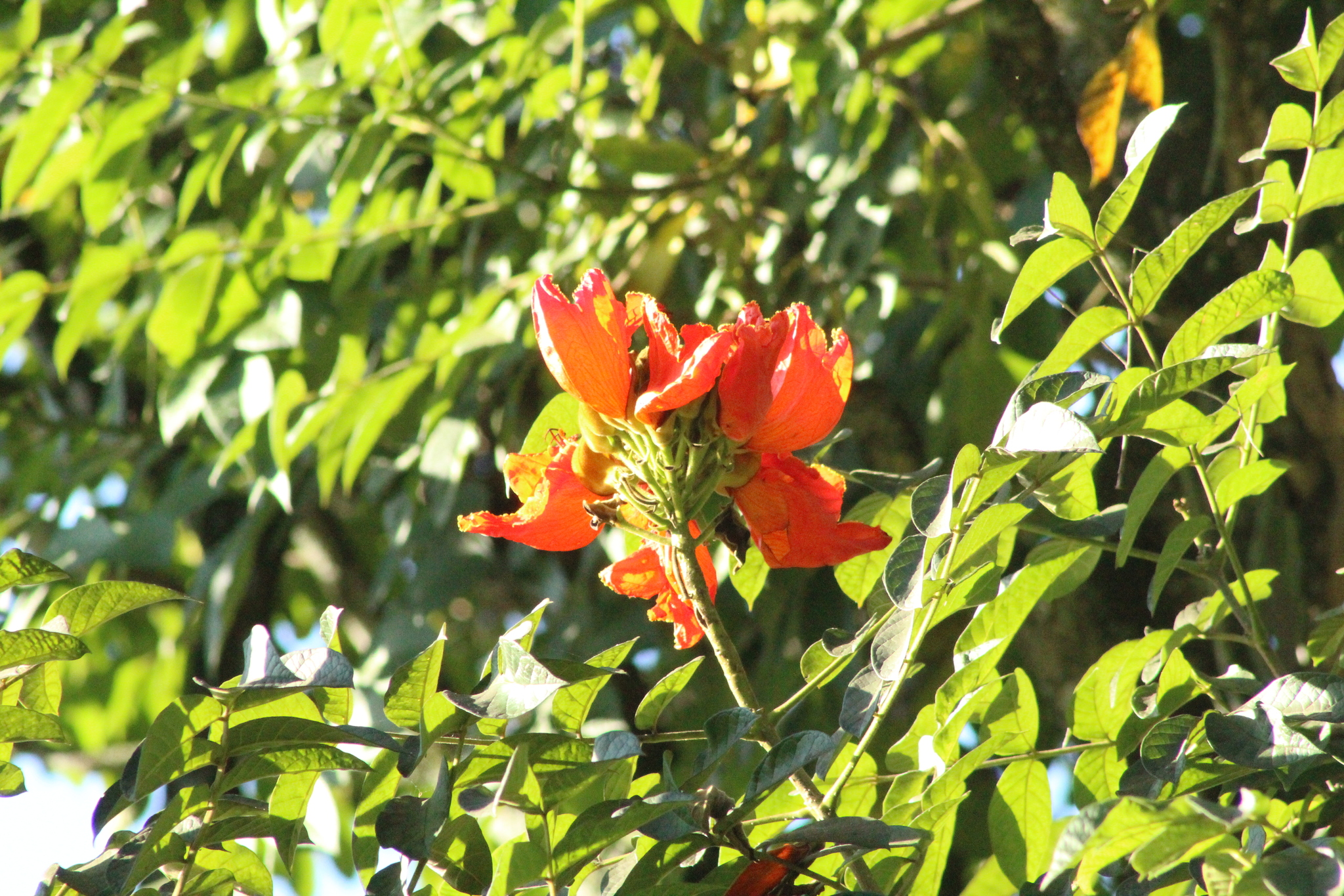 Spathodea campanulata