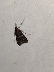 Paracymoriza nigra