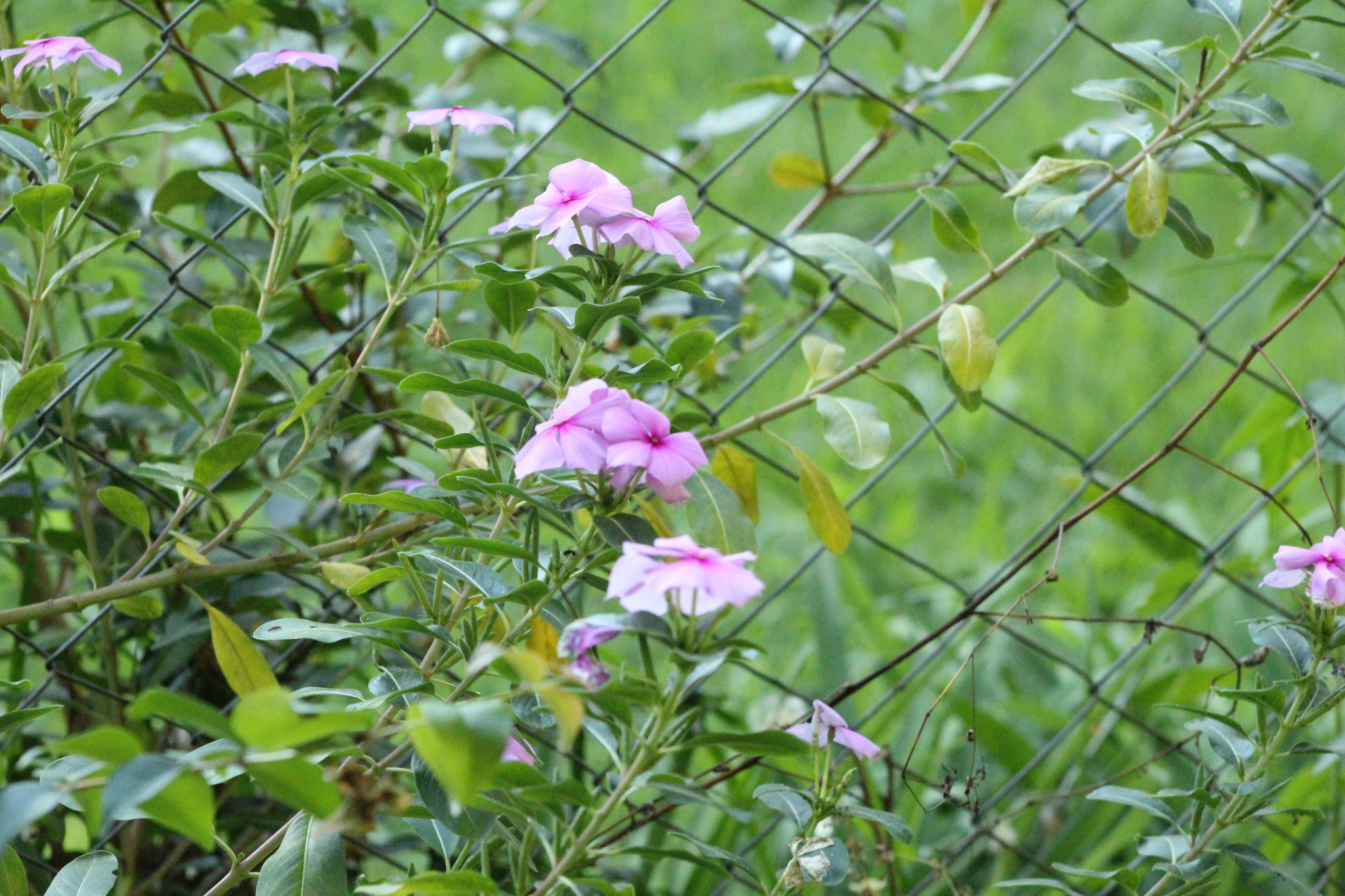 Catharanthus roseus
