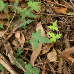 Hydrocotyle geraniifolia