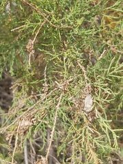 Tamarix aucheriana