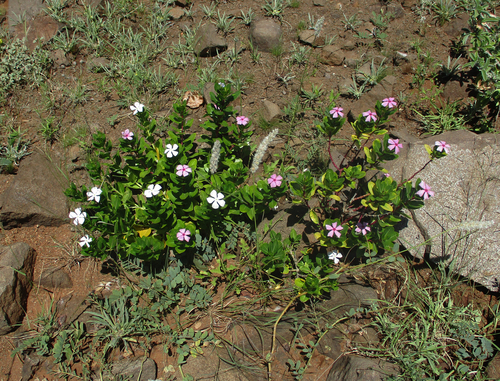 Catharanthus roseus image