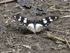 Hypolimnas anthedon anthedon