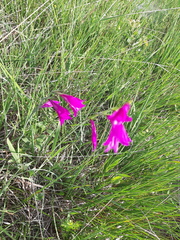 Gladiolus palustris
