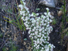 Erica ecklonii