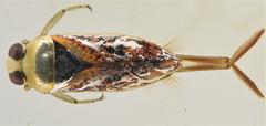 Notonecta maculata