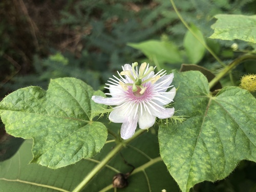 Orangefruit Passionflower