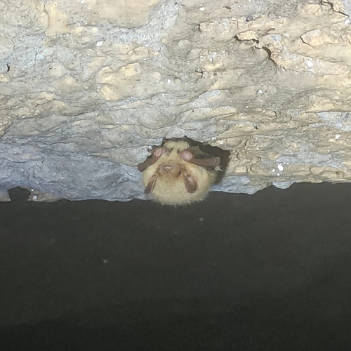 Tri-coloured Bat, Texas, US, photo 10 of 10