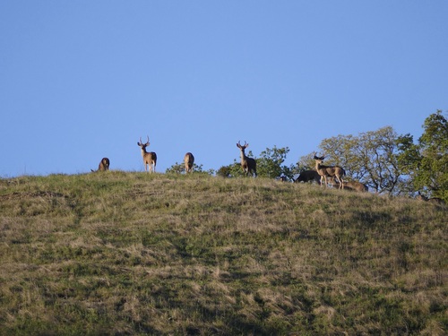 iNaturalist observation photo of Mule Deer