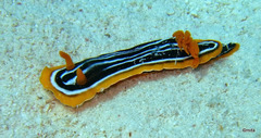 Chromodoris africana
