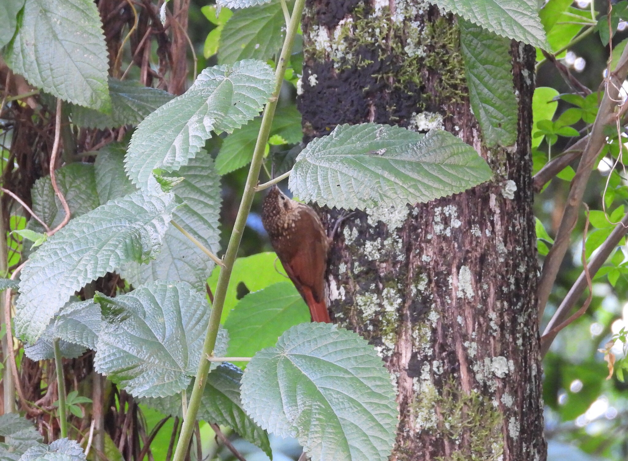 Lesser Woodcreeper (Xiphorhynchus fuscus), photo 6