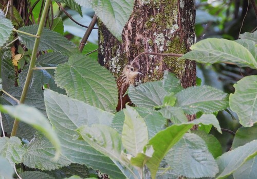 Lesser Woodcreeper (Xiphorhynchus fuscus), photo 7