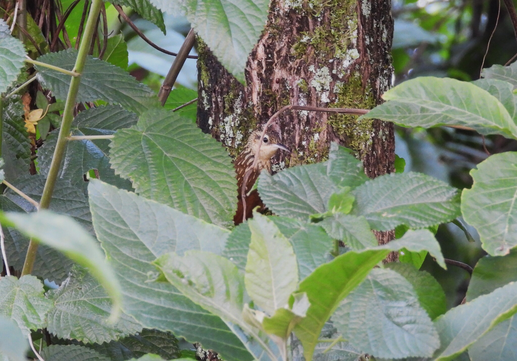 Lesser Woodcreeper (Xiphorhynchus fuscus), photo 7